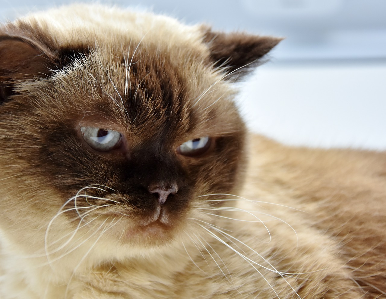 The Gentle Nature of the Exotic Shorthair